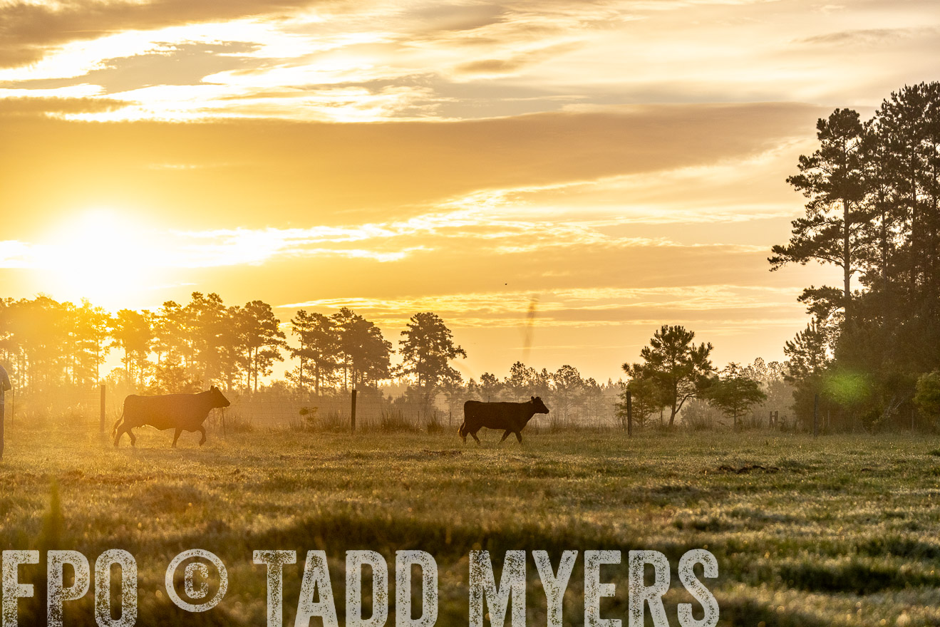 TMyers_PP_ChessieCreekFarm_Walterboro_July2024-525581