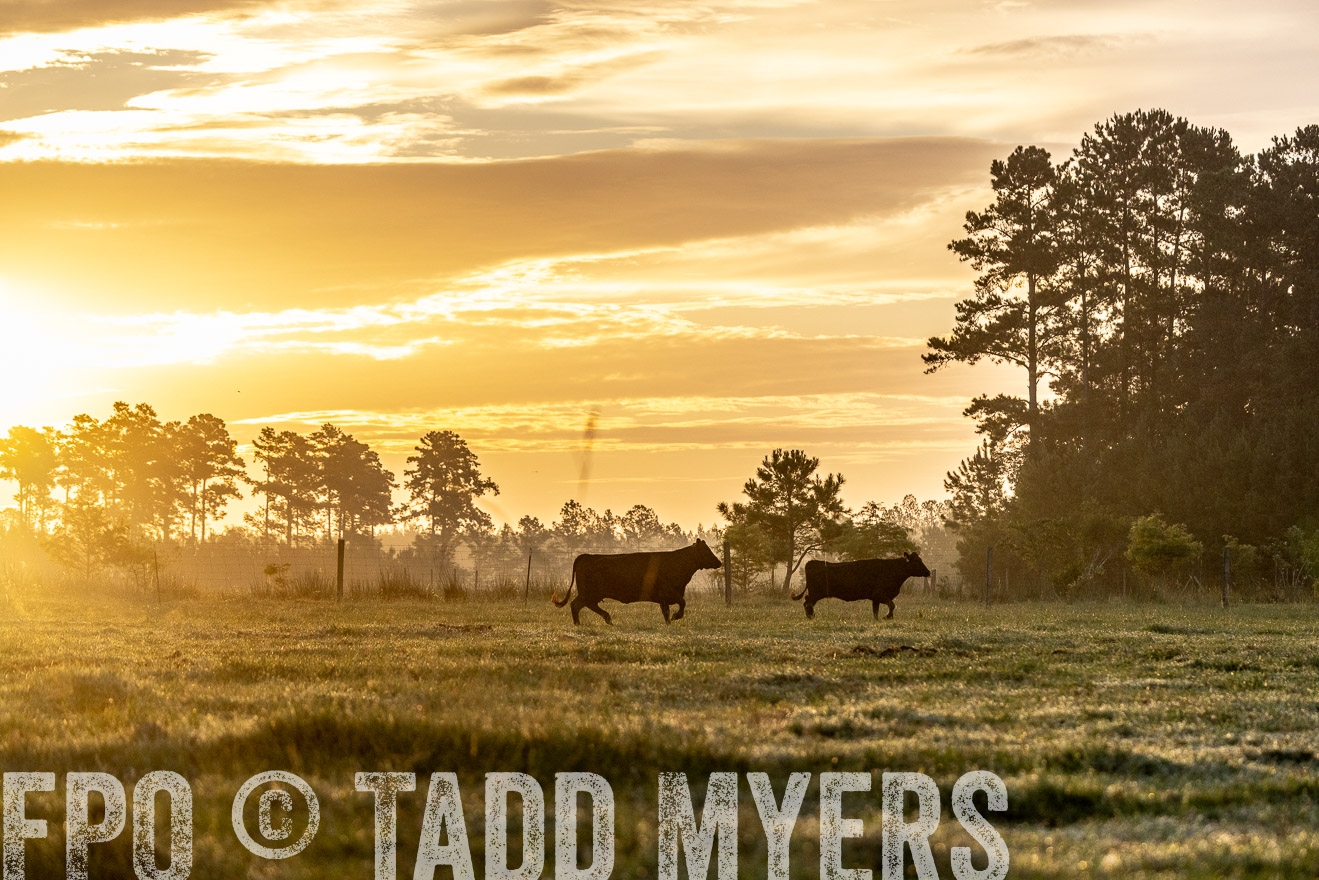TMyers_PP_ChessieCreekFarm_Walterboro_July2024-525584