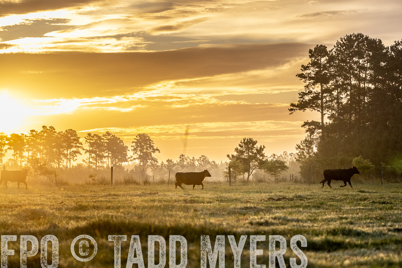 TMyers_PP_ChessieCreekFarm_Walterboro_July2024-525589