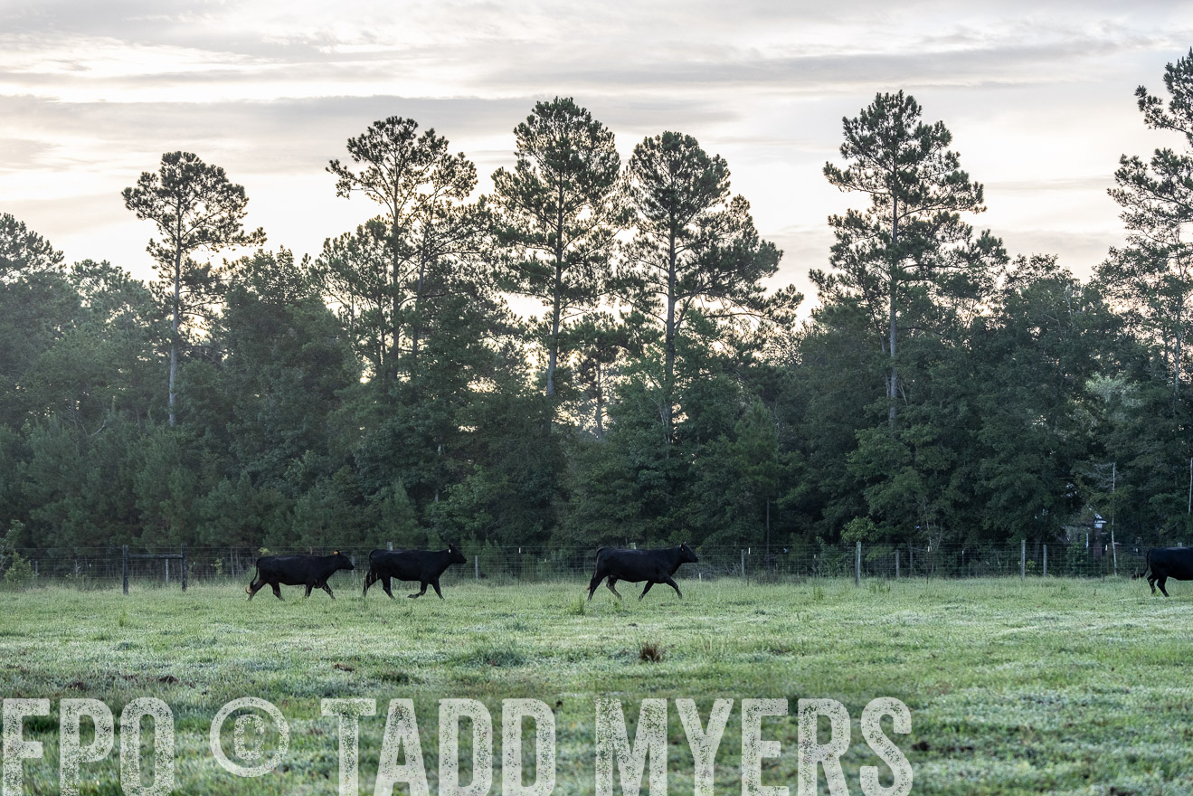 TMyers_PP_ChessieCreekFarm_Walterboro_July2024-525621