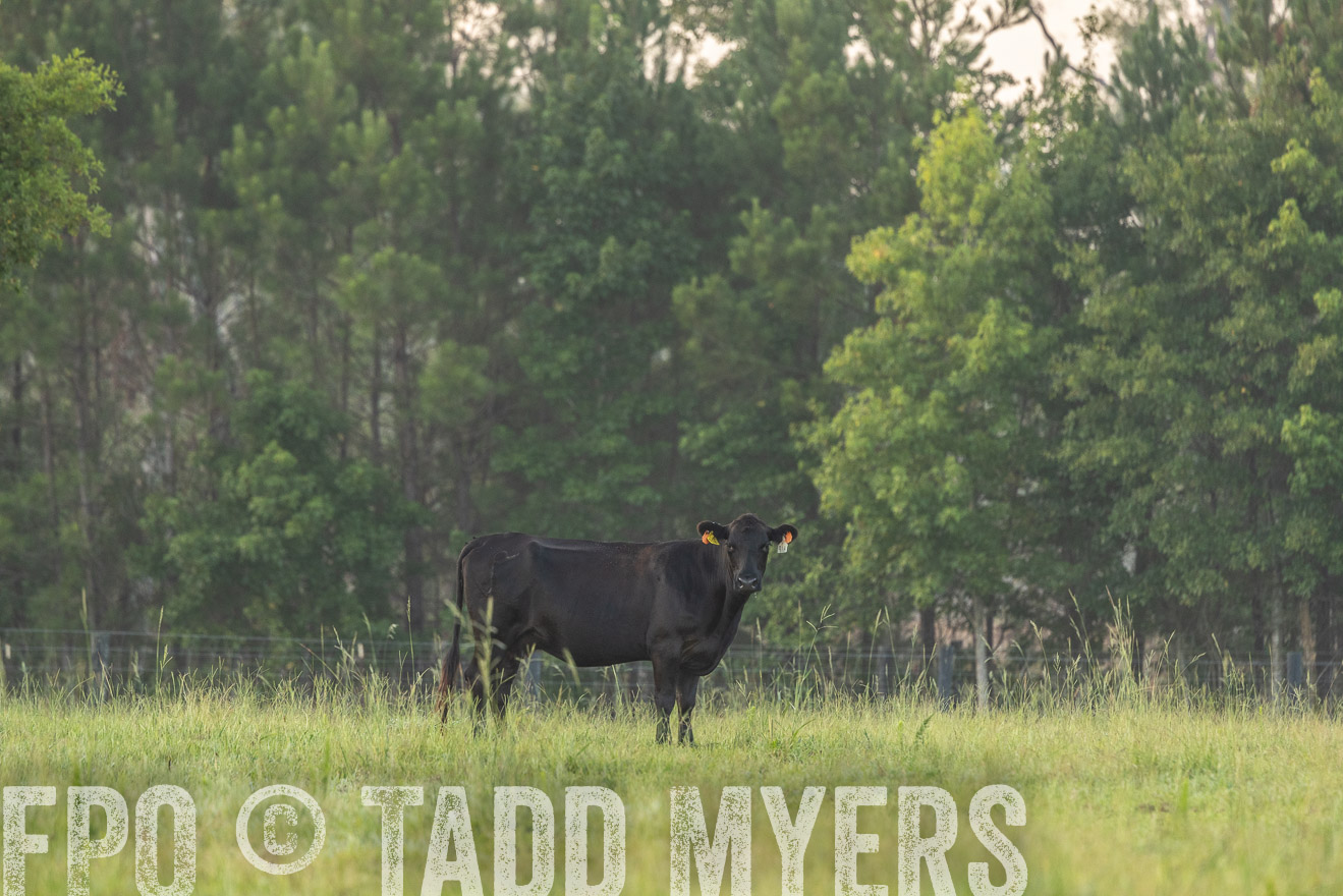 TMyers_PP_ChessieCreekFarm_Walterboro_July2024-525644
