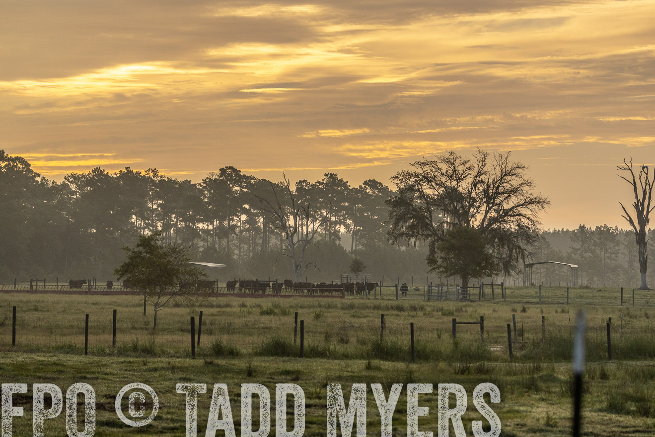 TMyers_PP_ChessieCreekFarm_Walterboro_July2024-525658