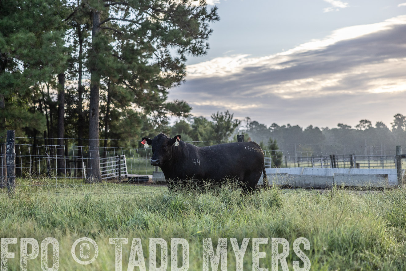 TMyers_PP_ChessieCreekFarm_Walterboro_July2024-510075