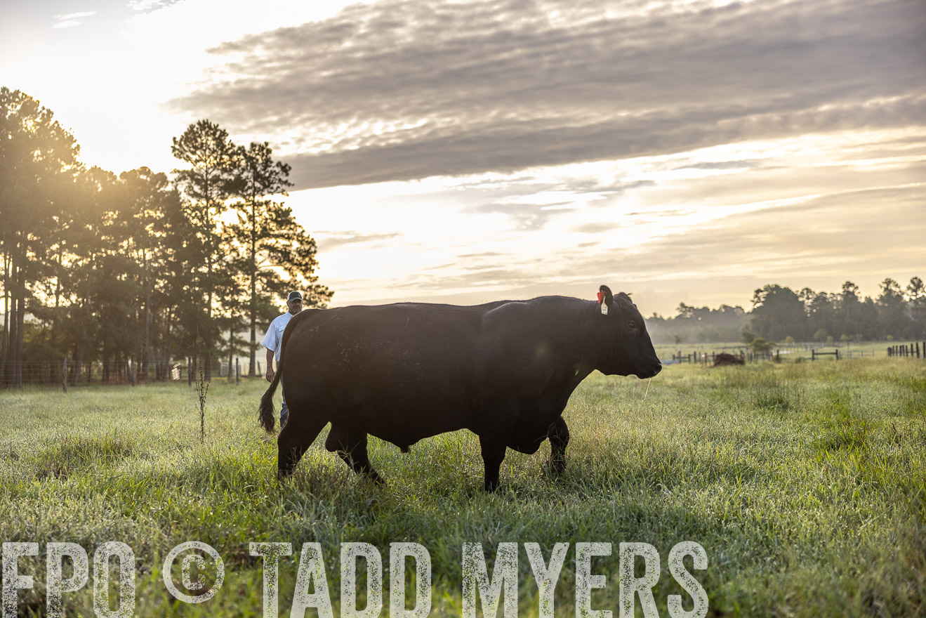 TMyers_PP_ChessieCreekFarm_Walterboro_July2024-510202