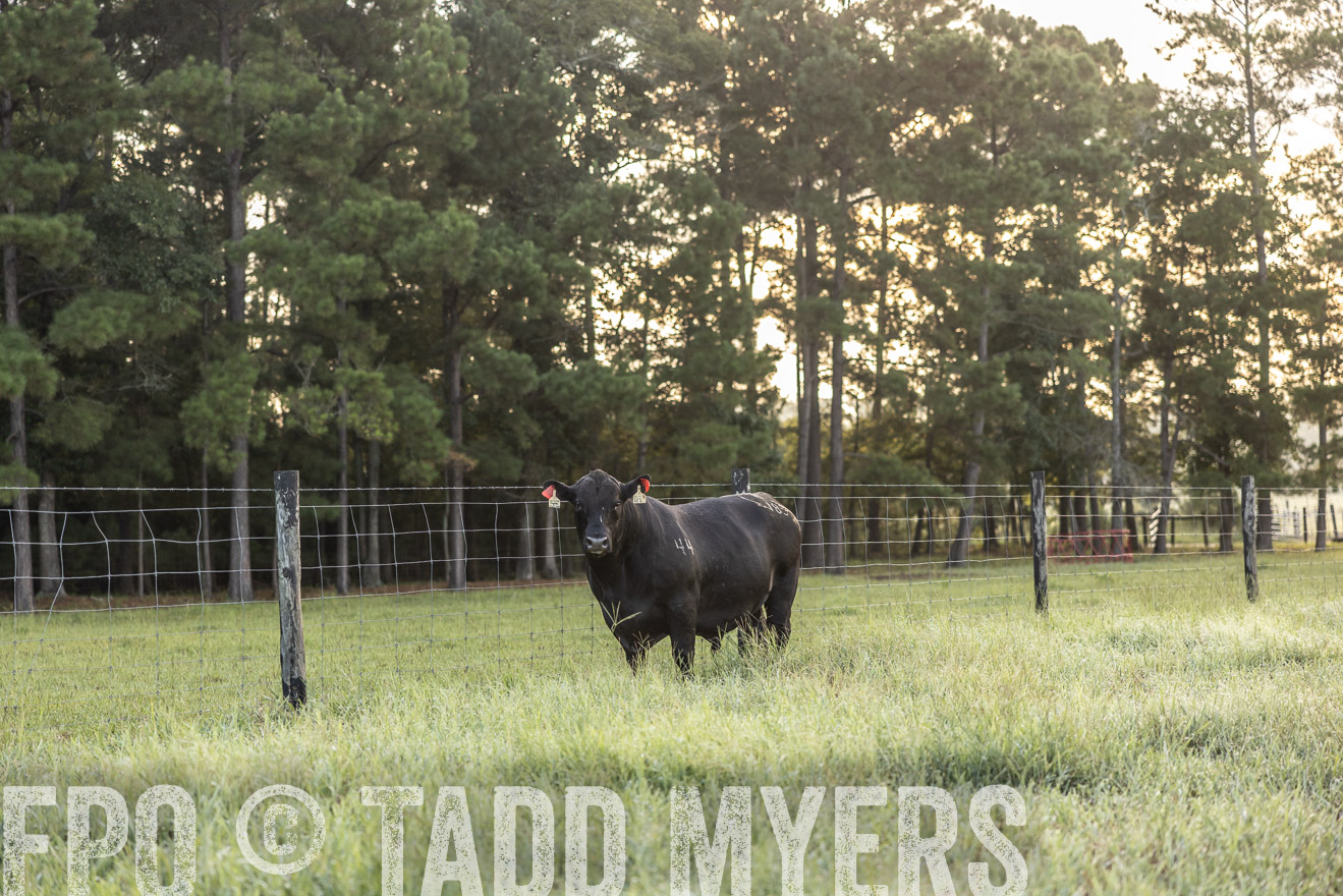 TMyers_PP_ChessieCreekFarm_Walterboro_July2024-510252