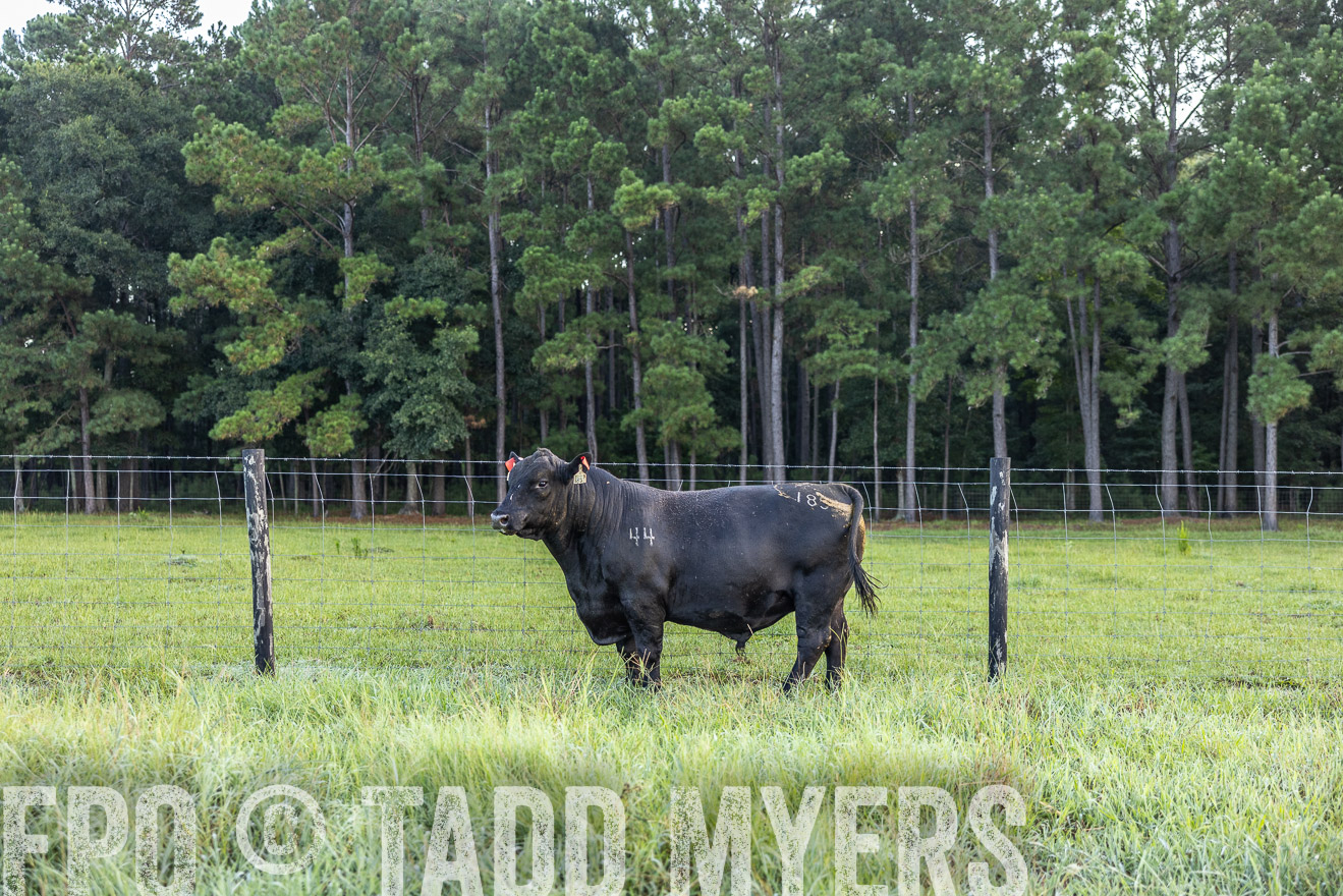 TMyers_PP_ChessieCreekFarm_Walterboro_July2024-510313
