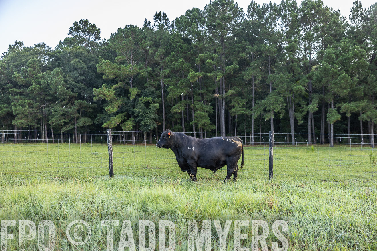 TMyers_PP_ChessieCreekFarm_Walterboro_July2024-510331