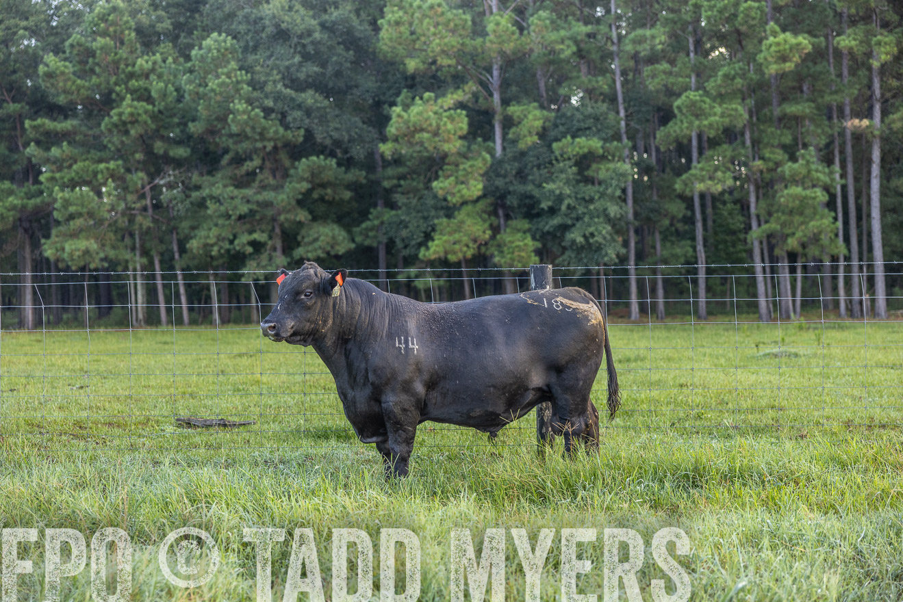 TMyers_PP_ChessieCreekFarm_Walterboro_July2024-510401