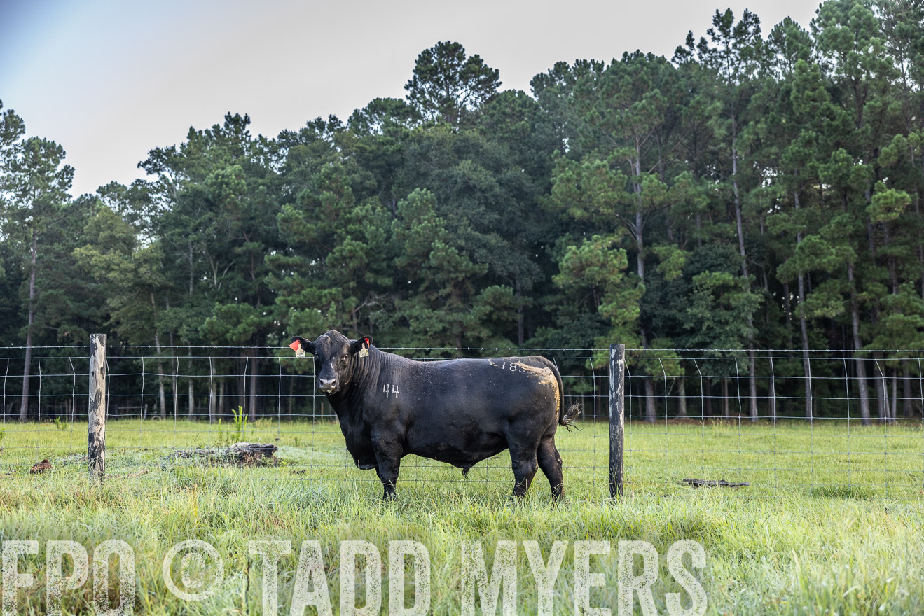 TMyers_PP_ChessieCreekFarm_Walterboro_July2024-510452