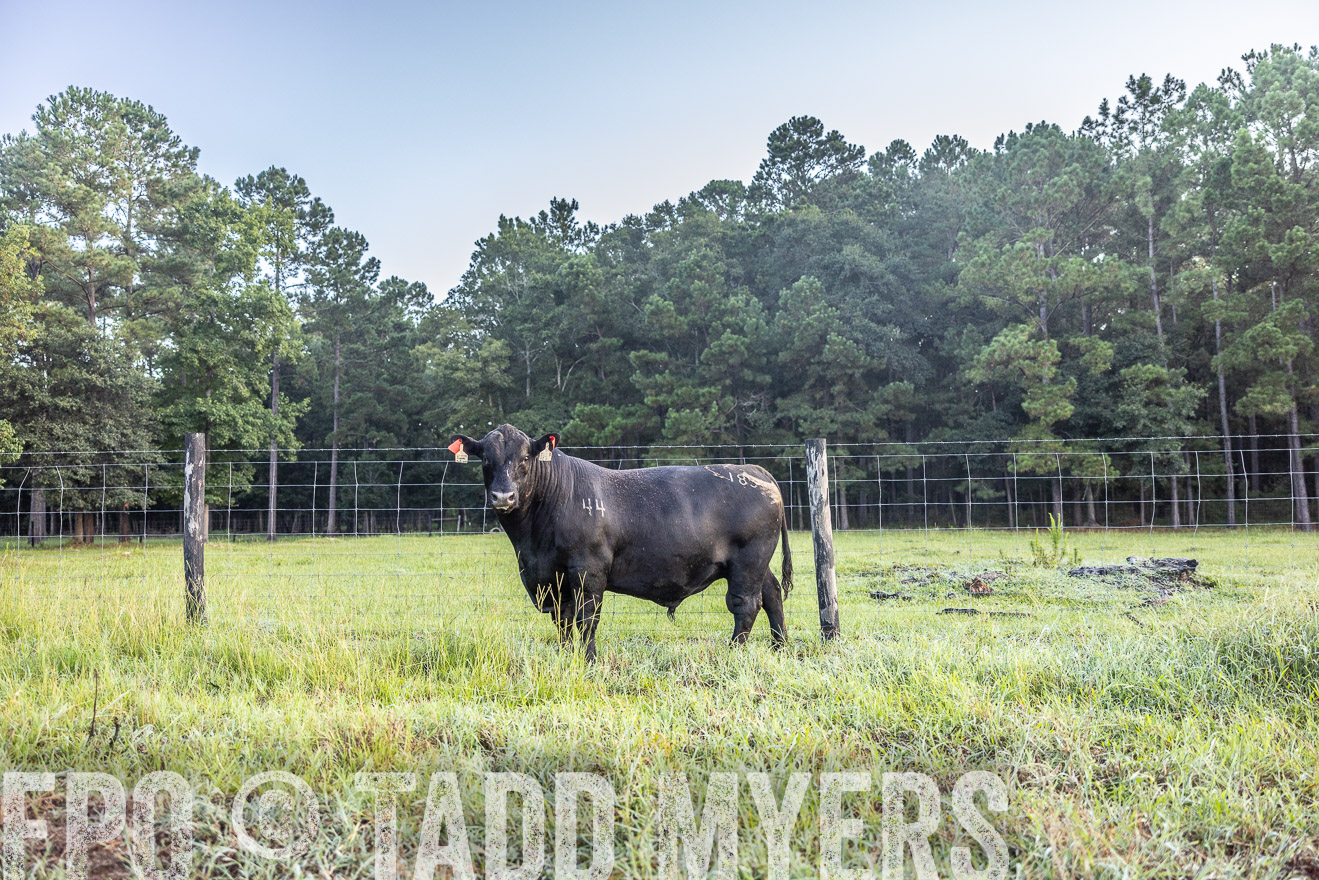 TMyers_PP_ChessieCreekFarm_Walterboro_July2024-510521