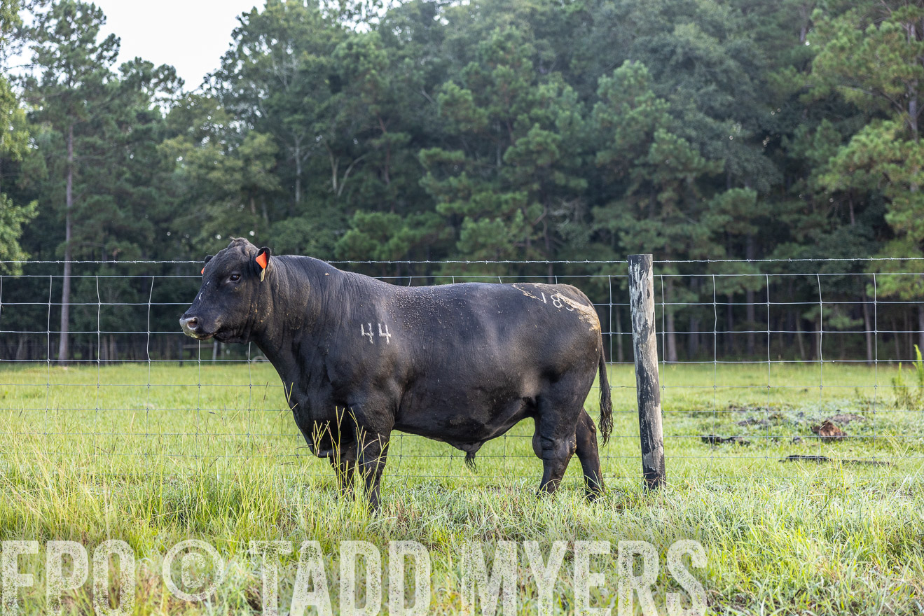 TMyers_PP_ChessieCreekFarm_Walterboro_July2024-510547