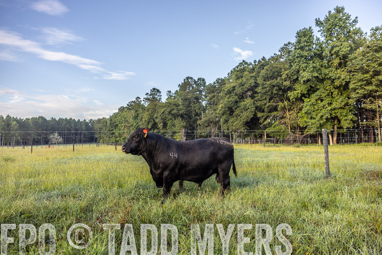 TMyers_PP_ChessieCreekFarm_Walterboro_July2024-510747