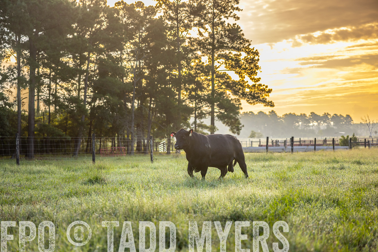 TMyers_PP_ChessieCreekFarm_Walterboro_July2024-510901