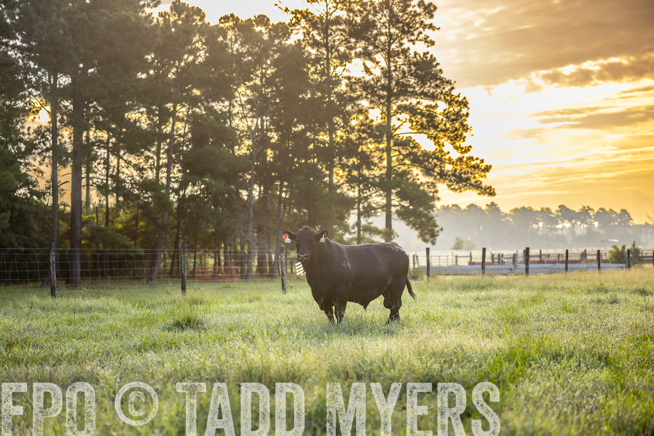 TMyers_PP_ChessieCreekFarm_Walterboro_July2024-510922
