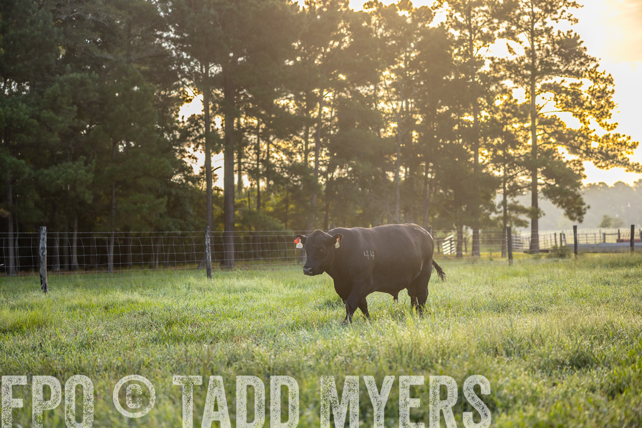TMyers_PP_ChessieCreekFarm_Walterboro_July2024-510937