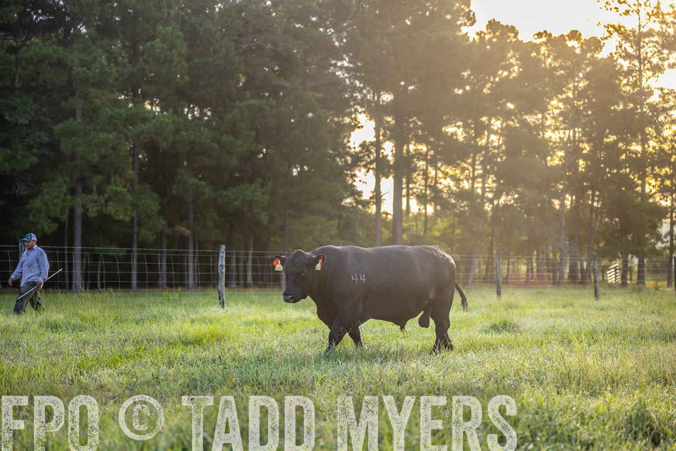 TMyers_PP_ChessieCreekFarm_Walterboro_July2024-510950