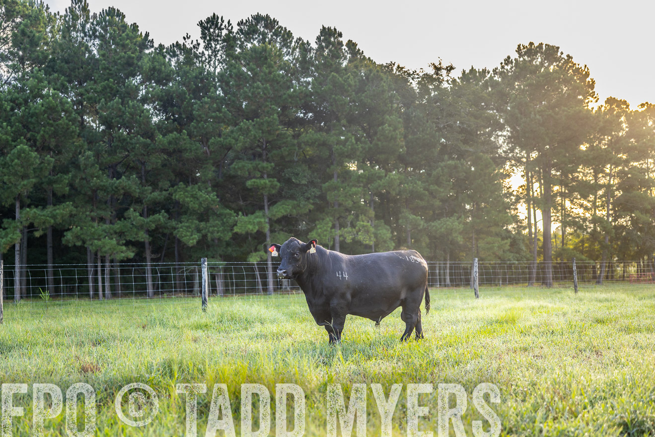 TMyers_PP_ChessieCreekFarm_Walterboro_July2024-511000