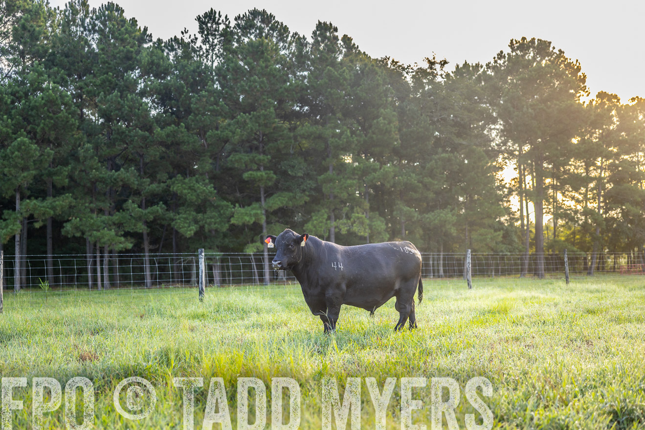 TMyers_PP_ChessieCreekFarm_Walterboro_July2024-511011