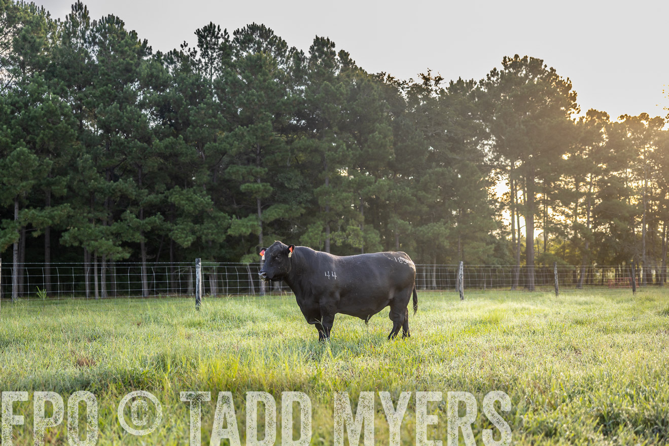 TMyers_PP_ChessieCreekFarm_Walterboro_July2024-511076