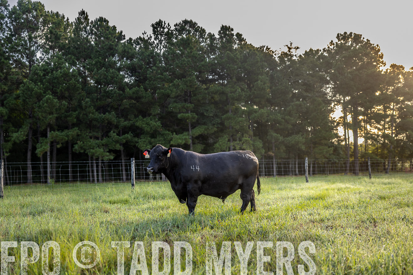 TMyers_PP_ChessieCreekFarm_Walterboro_July2024-511127
