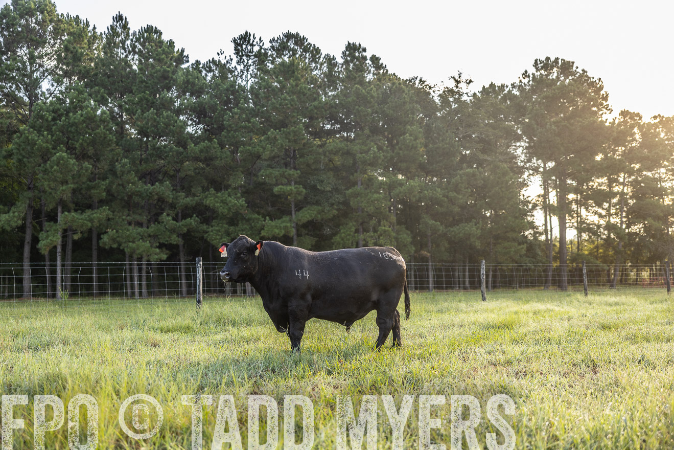 TMyers_PP_ChessieCreekFarm_Walterboro_July2024-511156