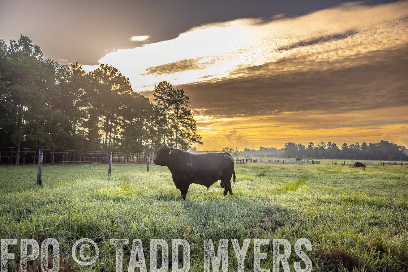 TMyers_PP_ChessieCreekFarm_Walterboro_July2024-511296