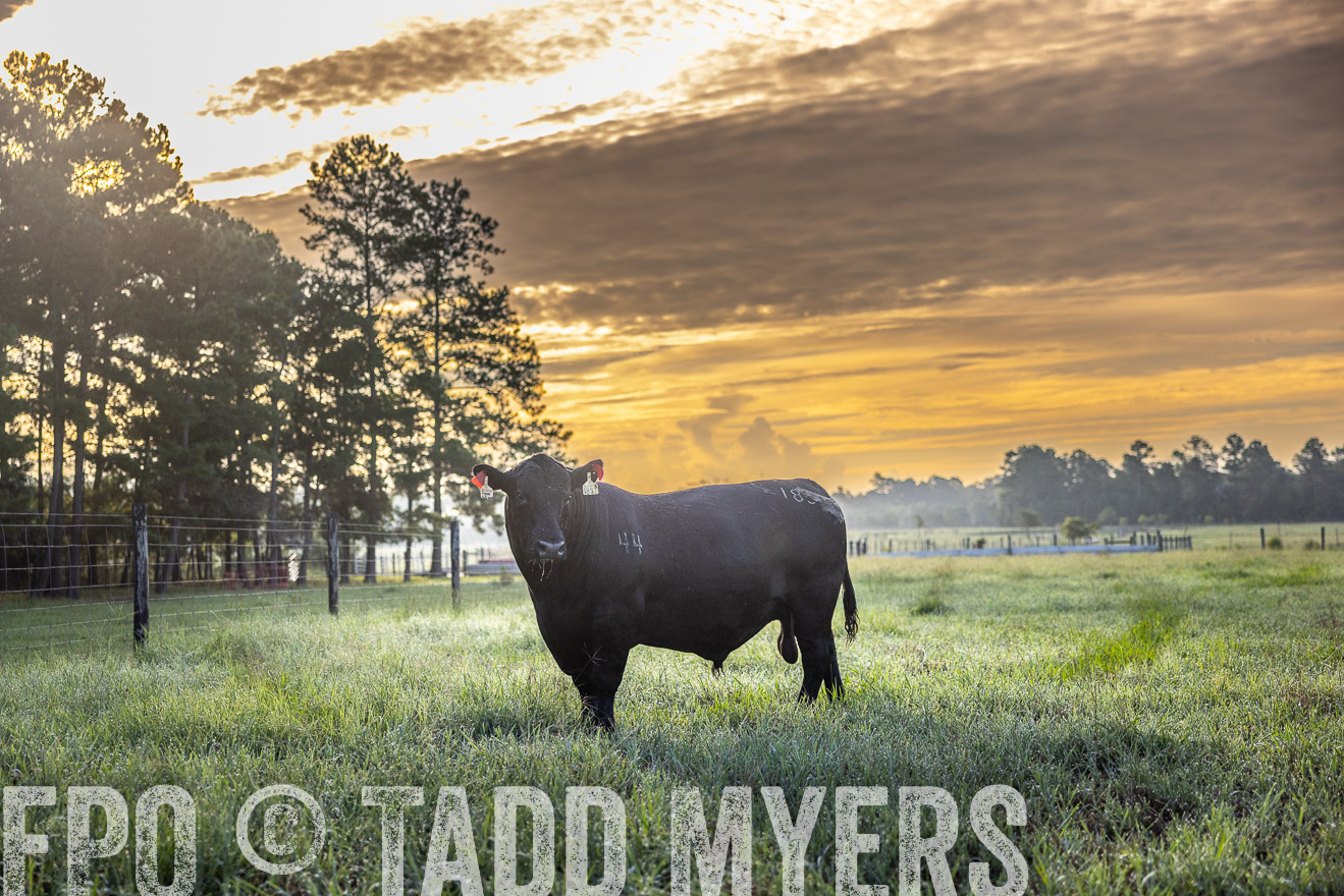 TMyers_PP_ChessieCreekFarm_Walterboro_July2024-511314