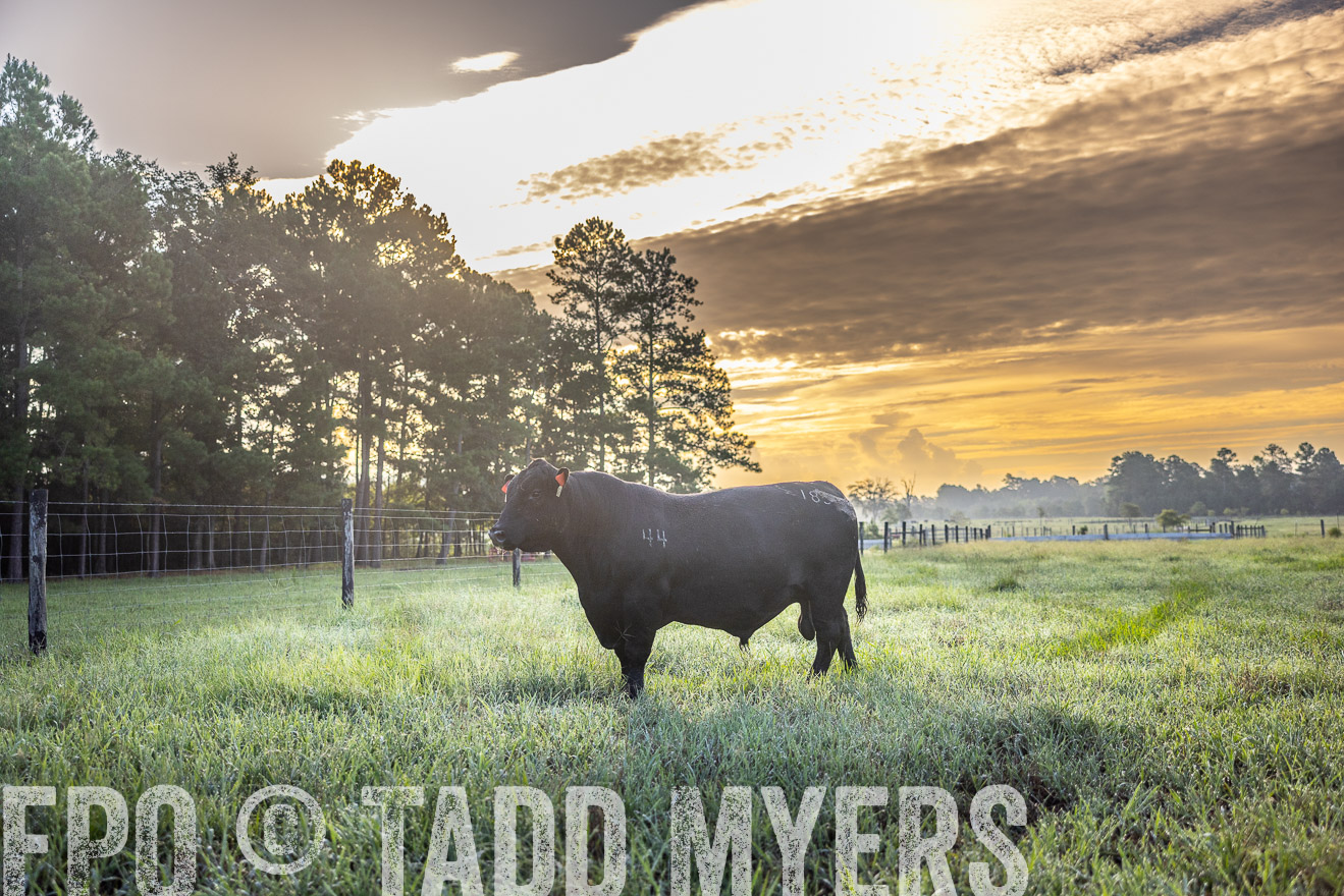 TMyers_PP_ChessieCreekFarm_Walterboro_July2024-511361