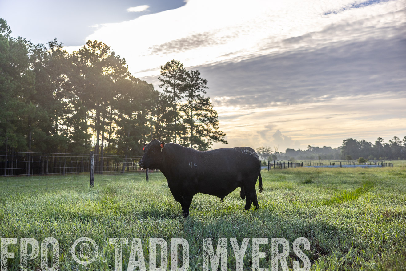 TMyers_PP_ChessieCreekFarm_Walterboro_July2024-511371
