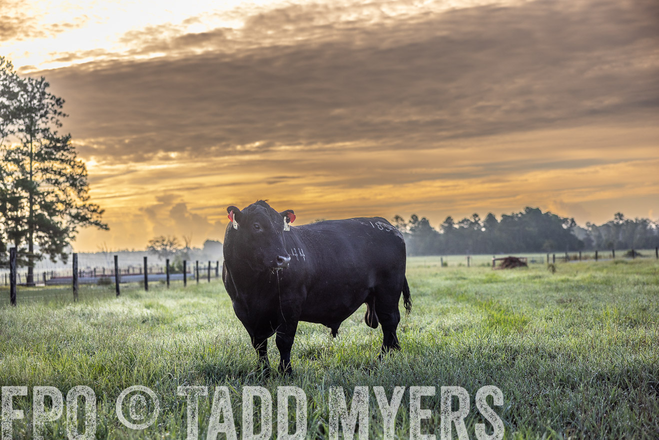TMyers_PP_ChessieCreekFarm_Walterboro_July2024-511483