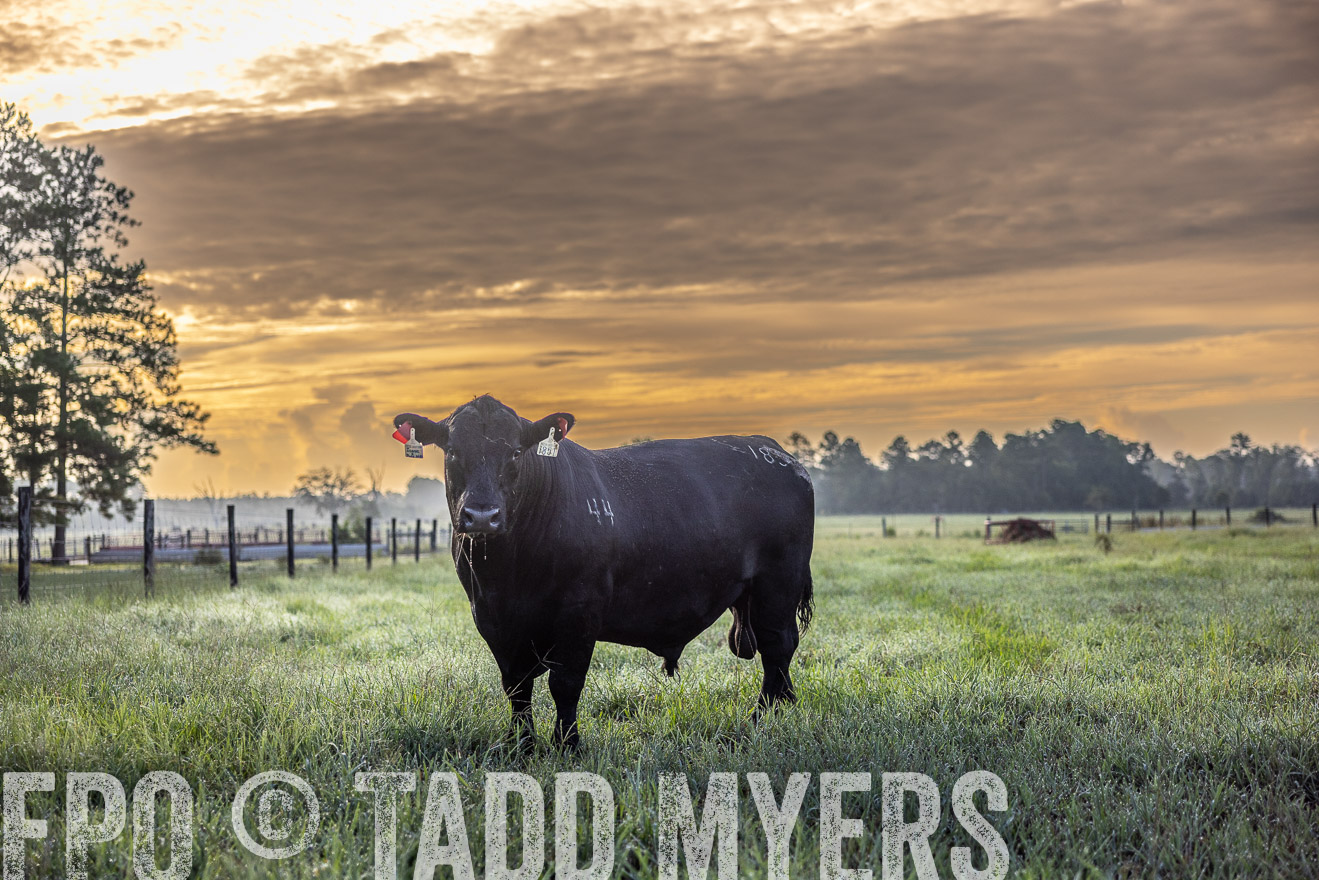 TMyers_PP_ChessieCreekFarm_Walterboro_July2024-511487