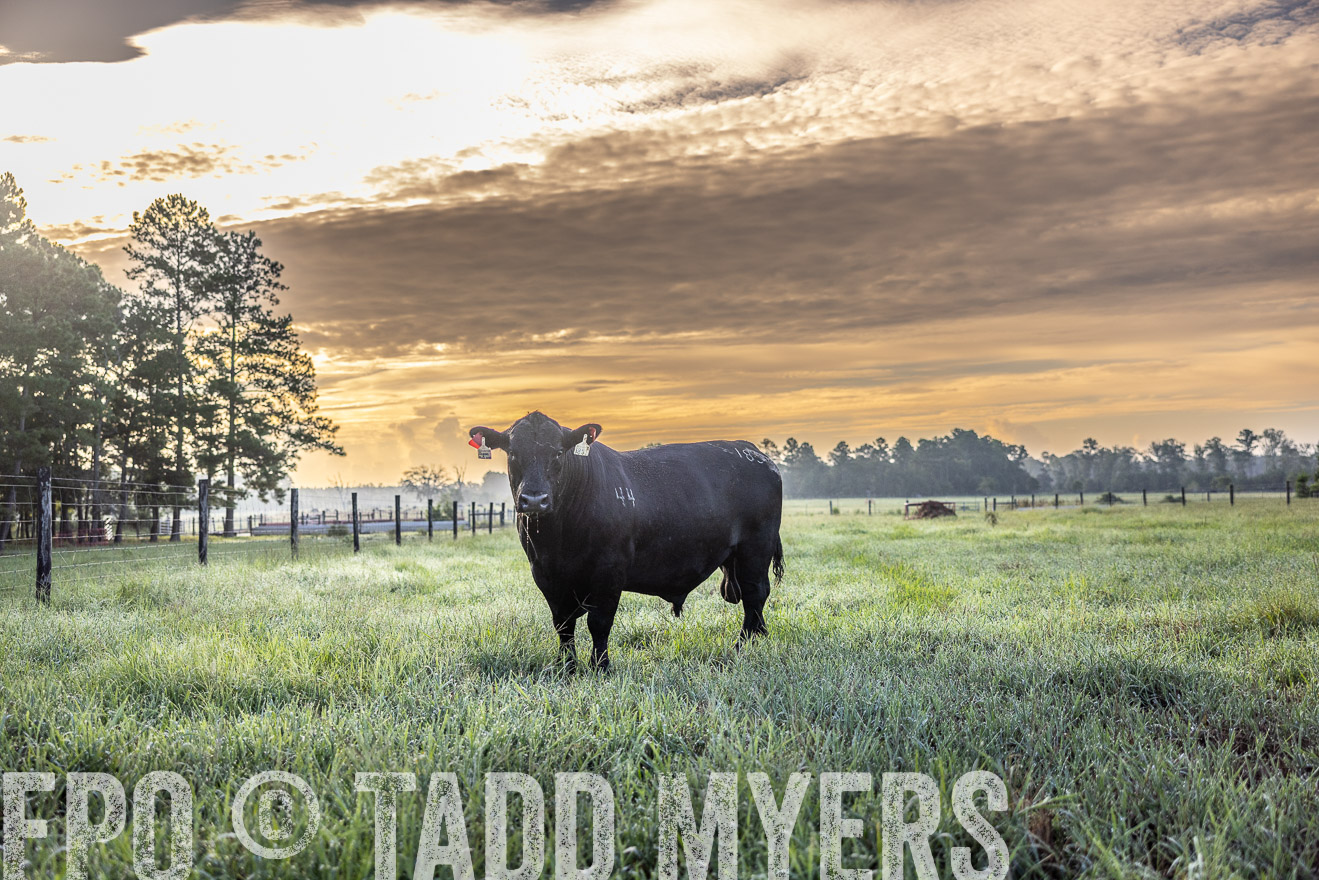 TMyers_PP_ChessieCreekFarm_Walterboro_July2024-511501
