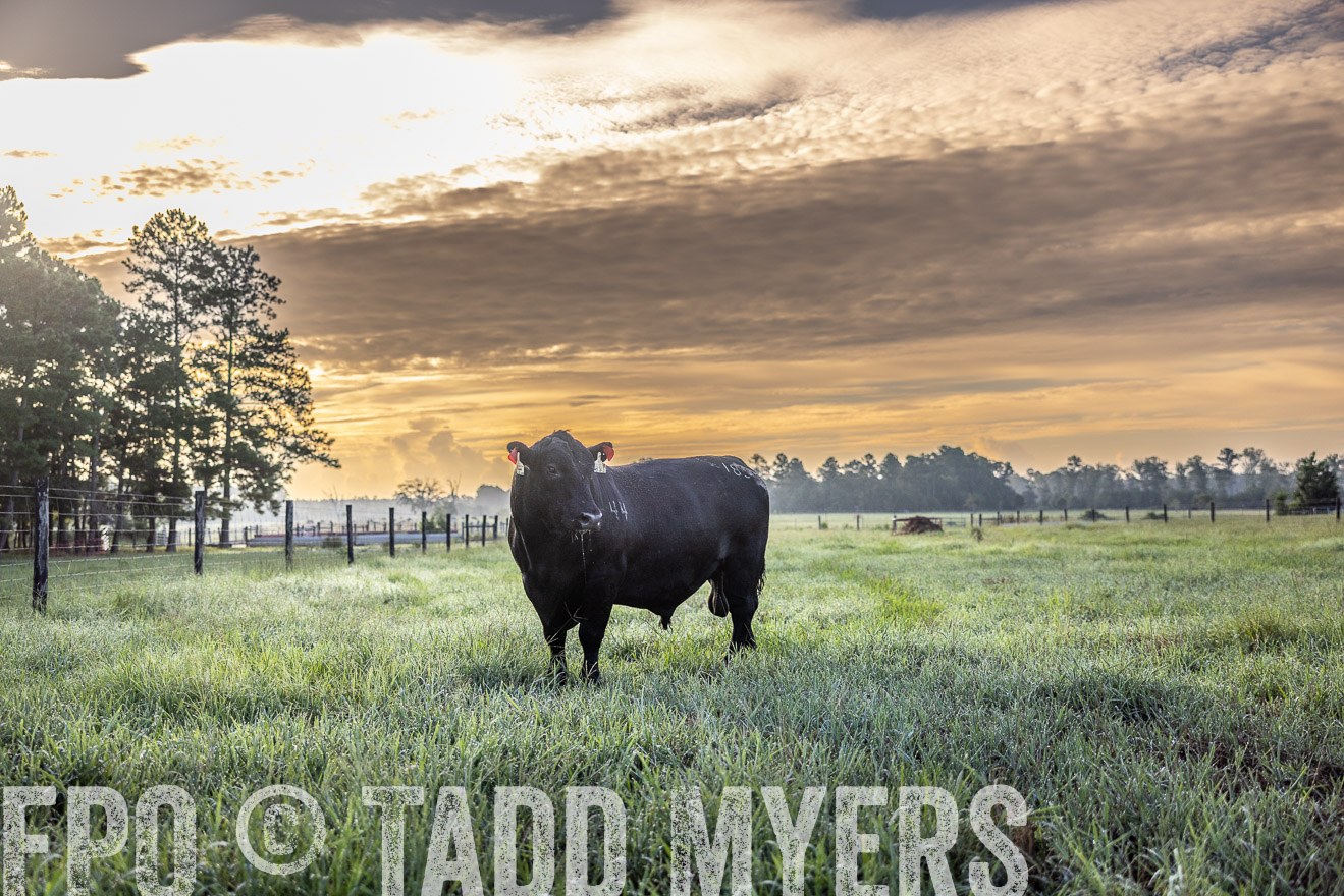 TMyers_PP_ChessieCreekFarm_Walterboro_July2024-511519