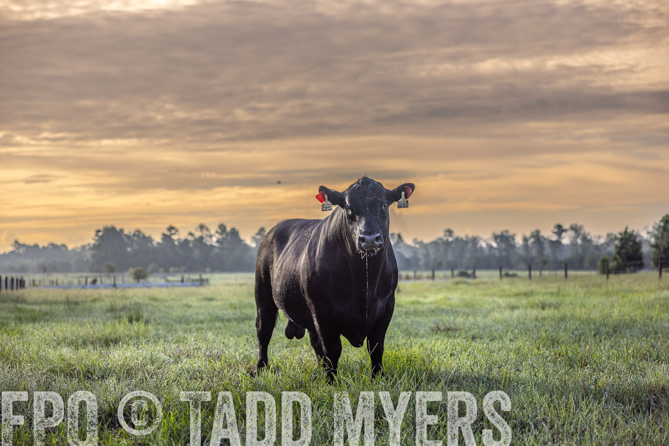 TMyers_PP_ChessieCreekFarm_Walterboro_July2024-511657