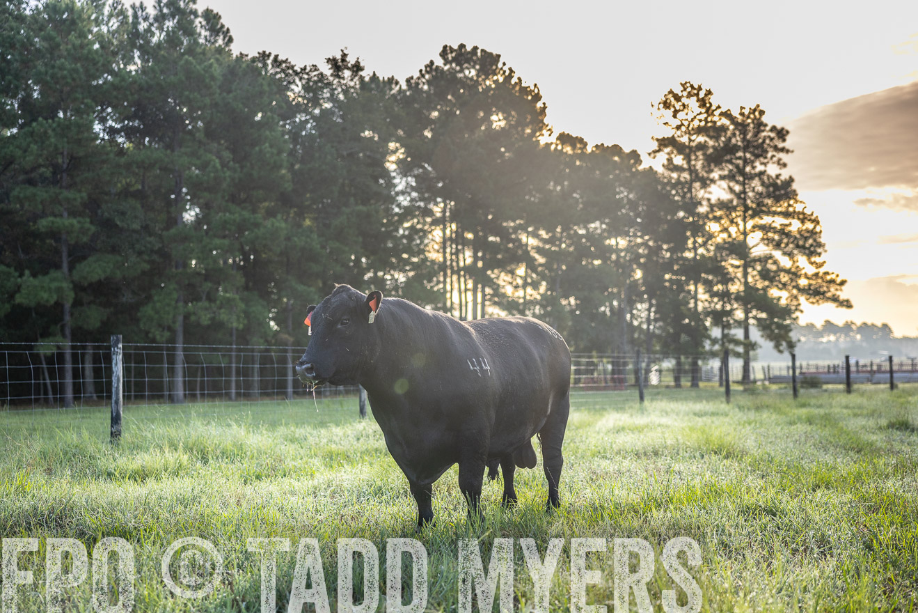 TMyers_PP_ChessieCreekFarm_Walterboro_July2024-511672