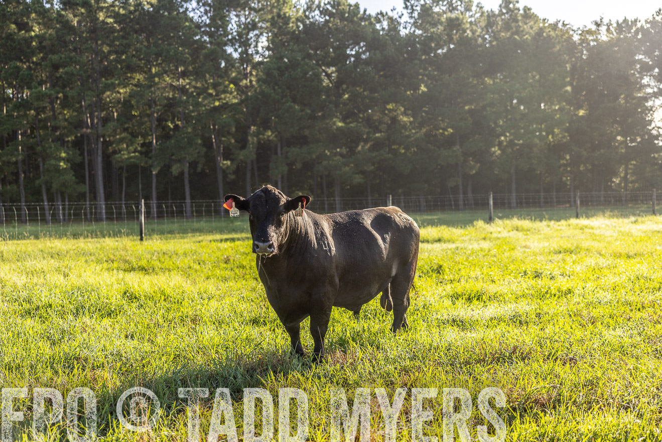 TMyers_PP_ChessieCreekFarm_Walterboro_July2024-512077