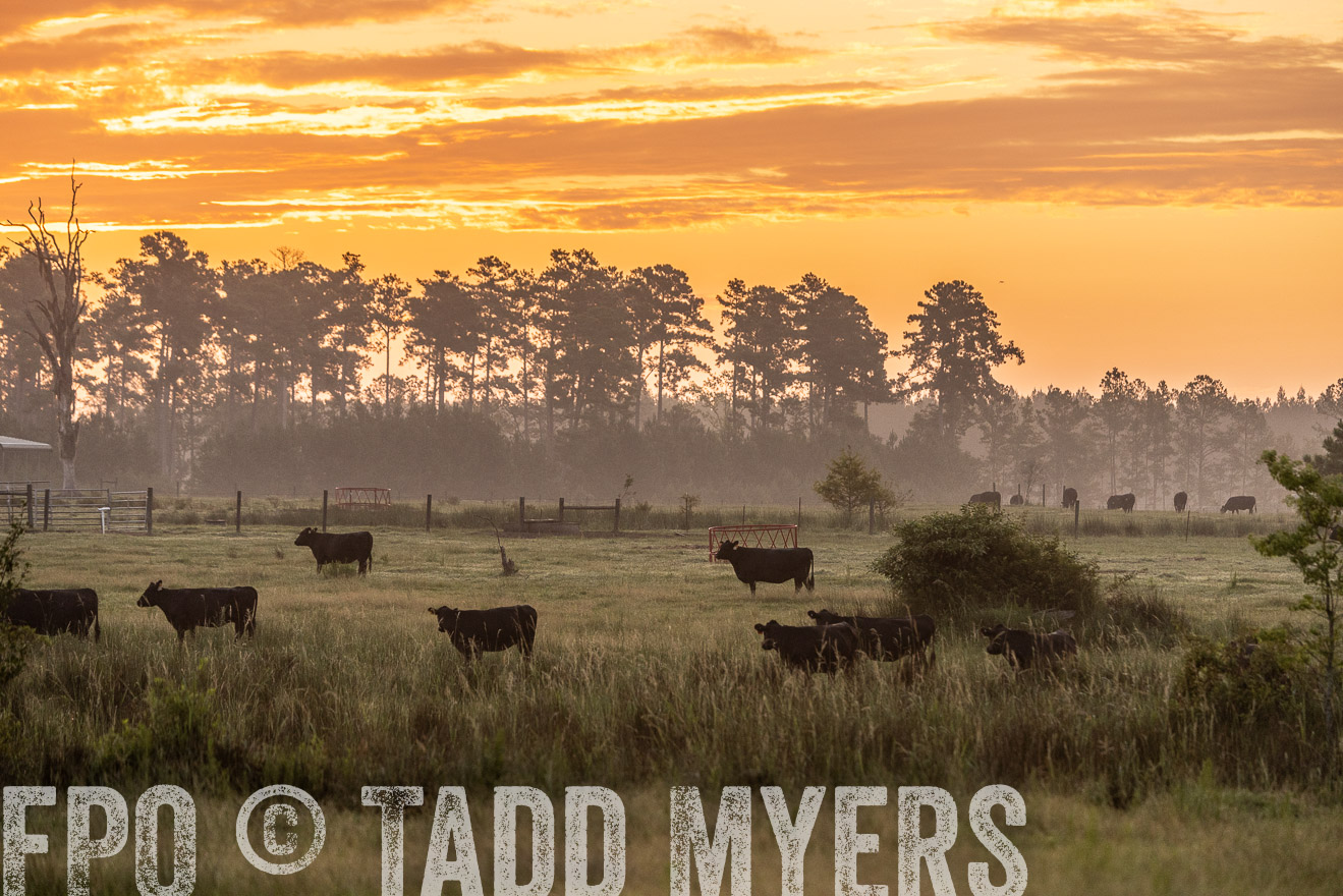 TMyers_PP_ChessieCreekFarm_Walterboro_July2024-525087