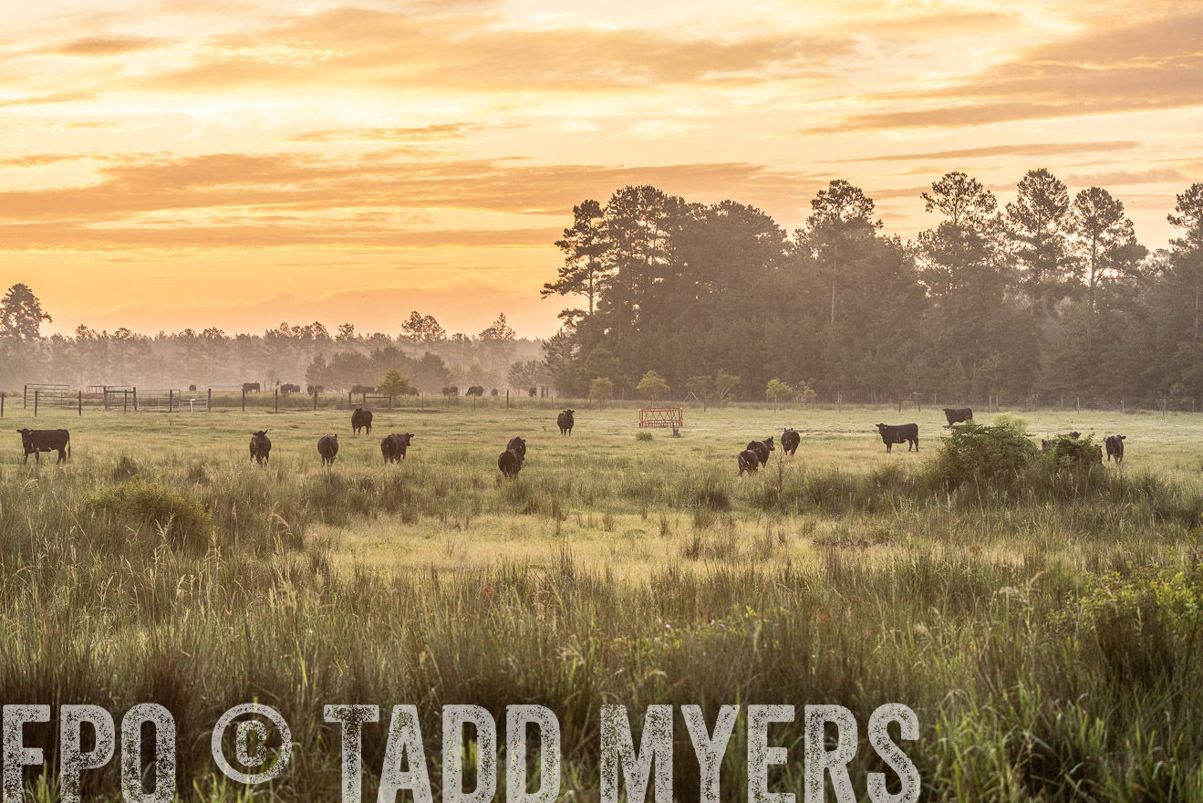 TMyers_PP_ChessieCreekFarm_Walterboro_July2024-525109