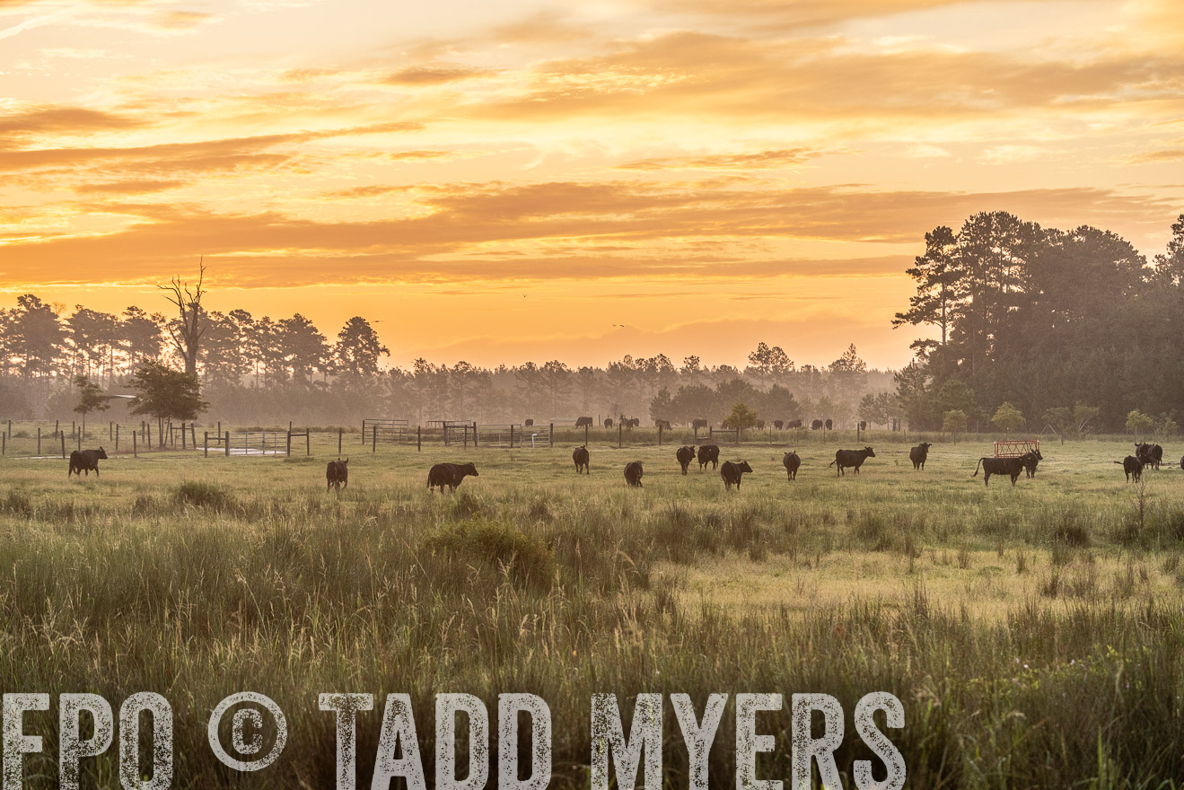 TMyers_PP_ChessieCreekFarm_Walterboro_July2024-525140