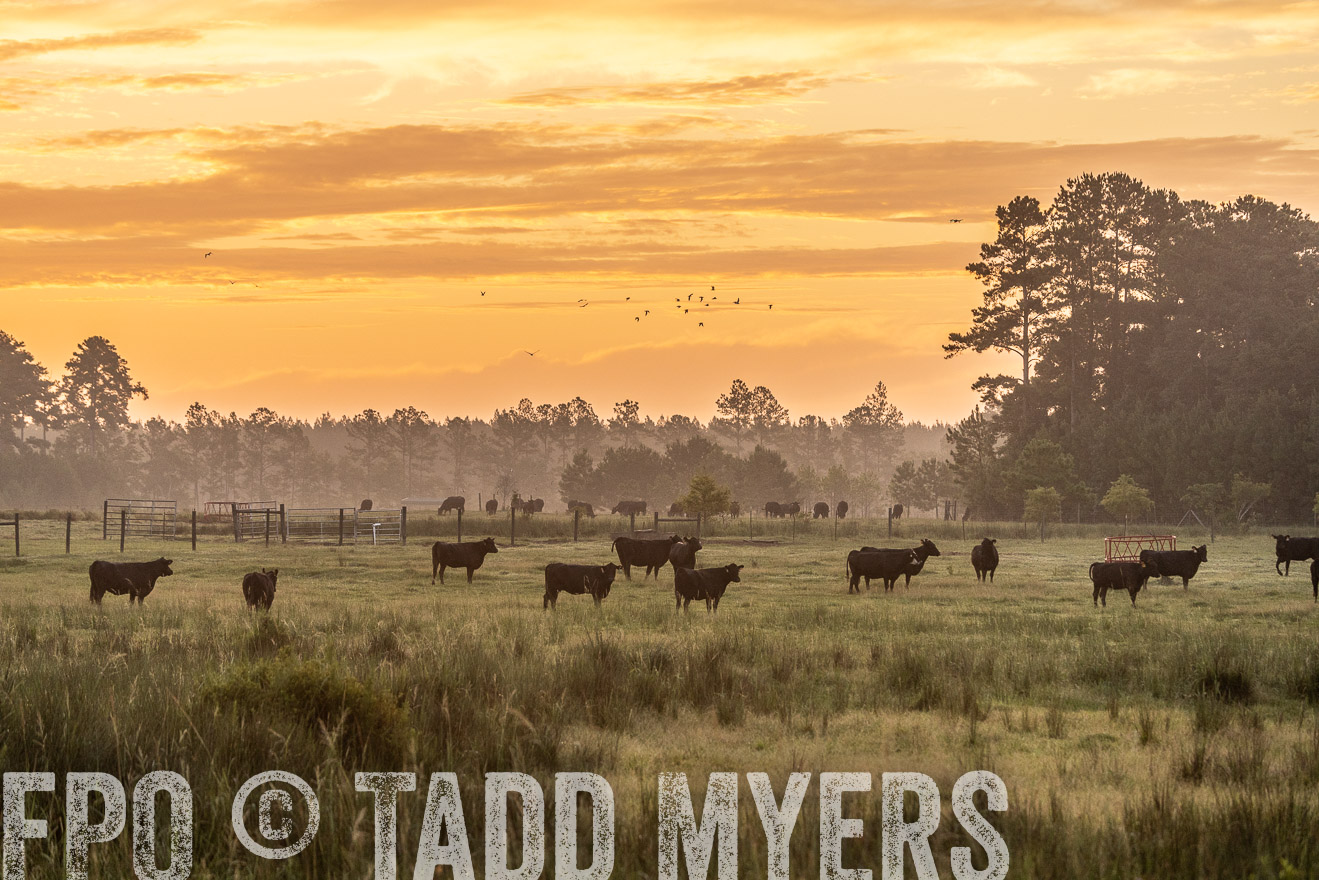TMyers_PP_ChessieCreekFarm_Walterboro_July2024-525148