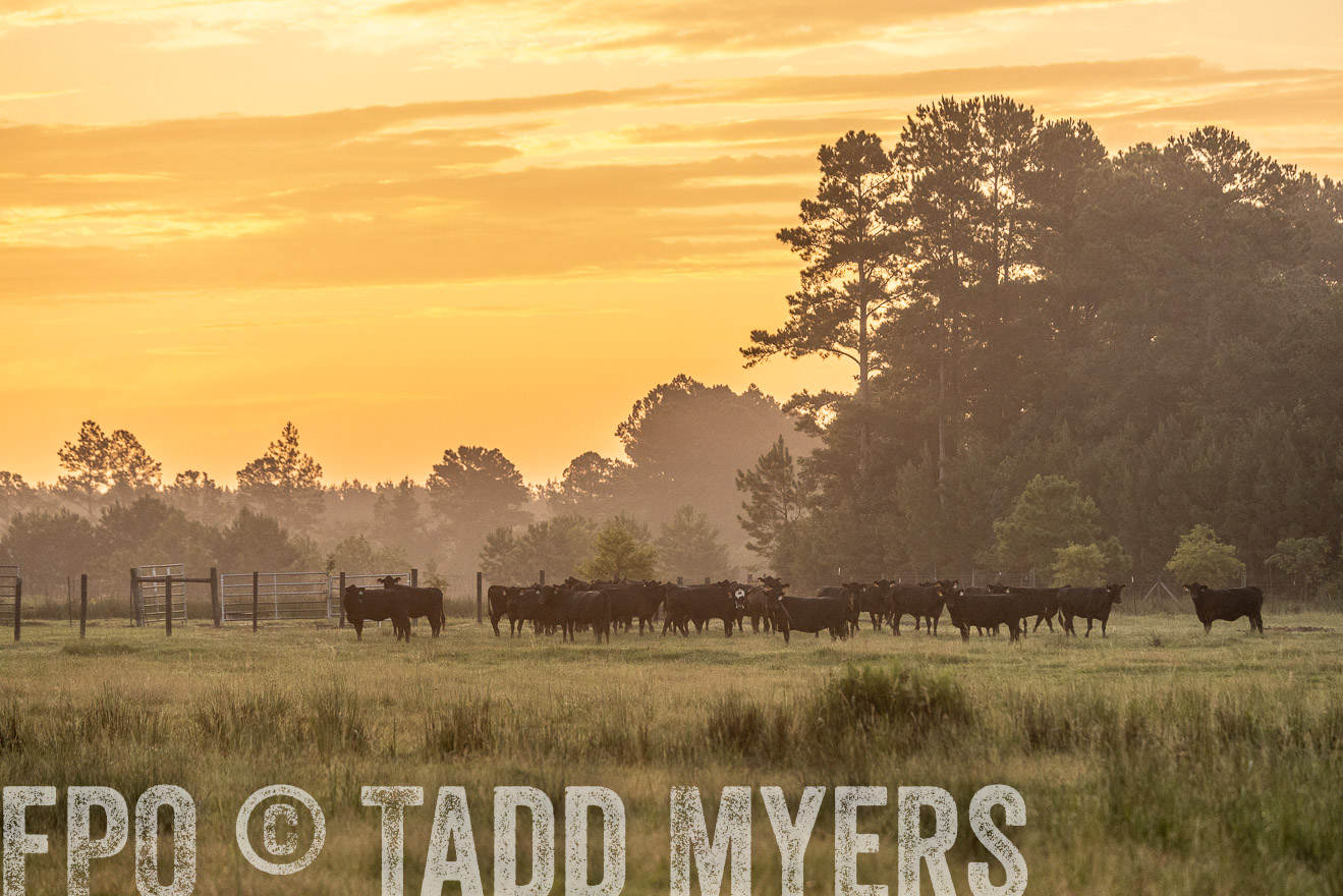 TMyers_PP_ChessieCreekFarm_Walterboro_July2024-525242