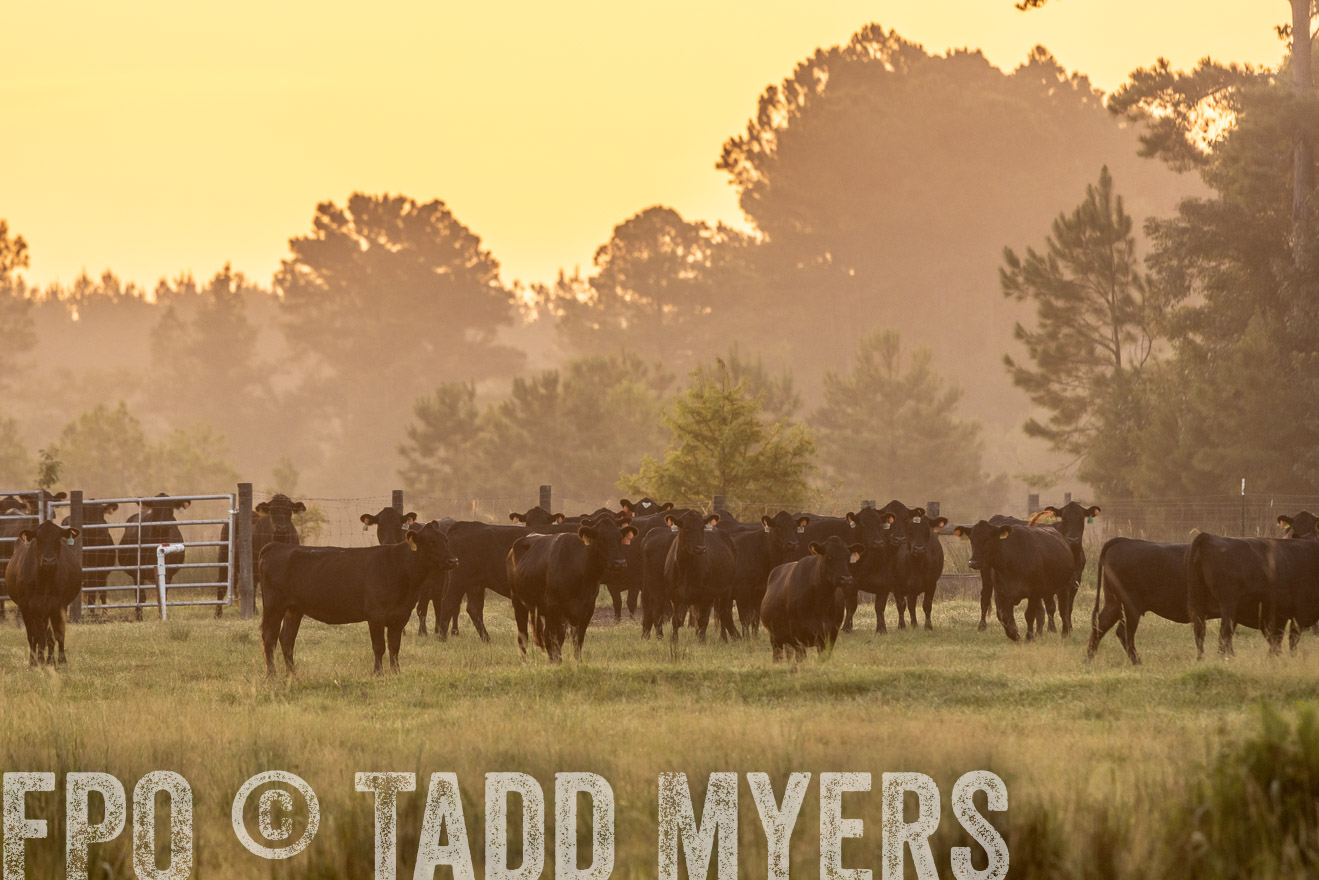 TMyers_PP_ChessieCreekFarm_Walterboro_July2024-525273