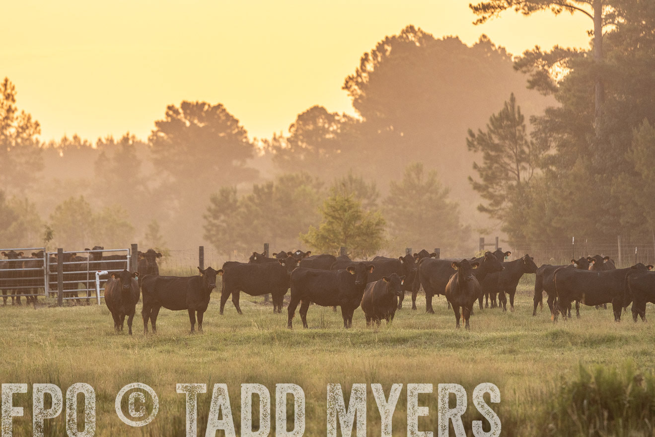 TMyers_PP_ChessieCreekFarm_Walterboro_July2024-525290