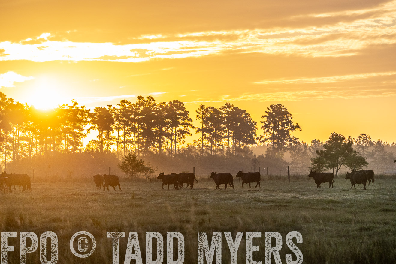 TMyers_PP_ChessieCreekFarm_Walterboro_July2024-525366