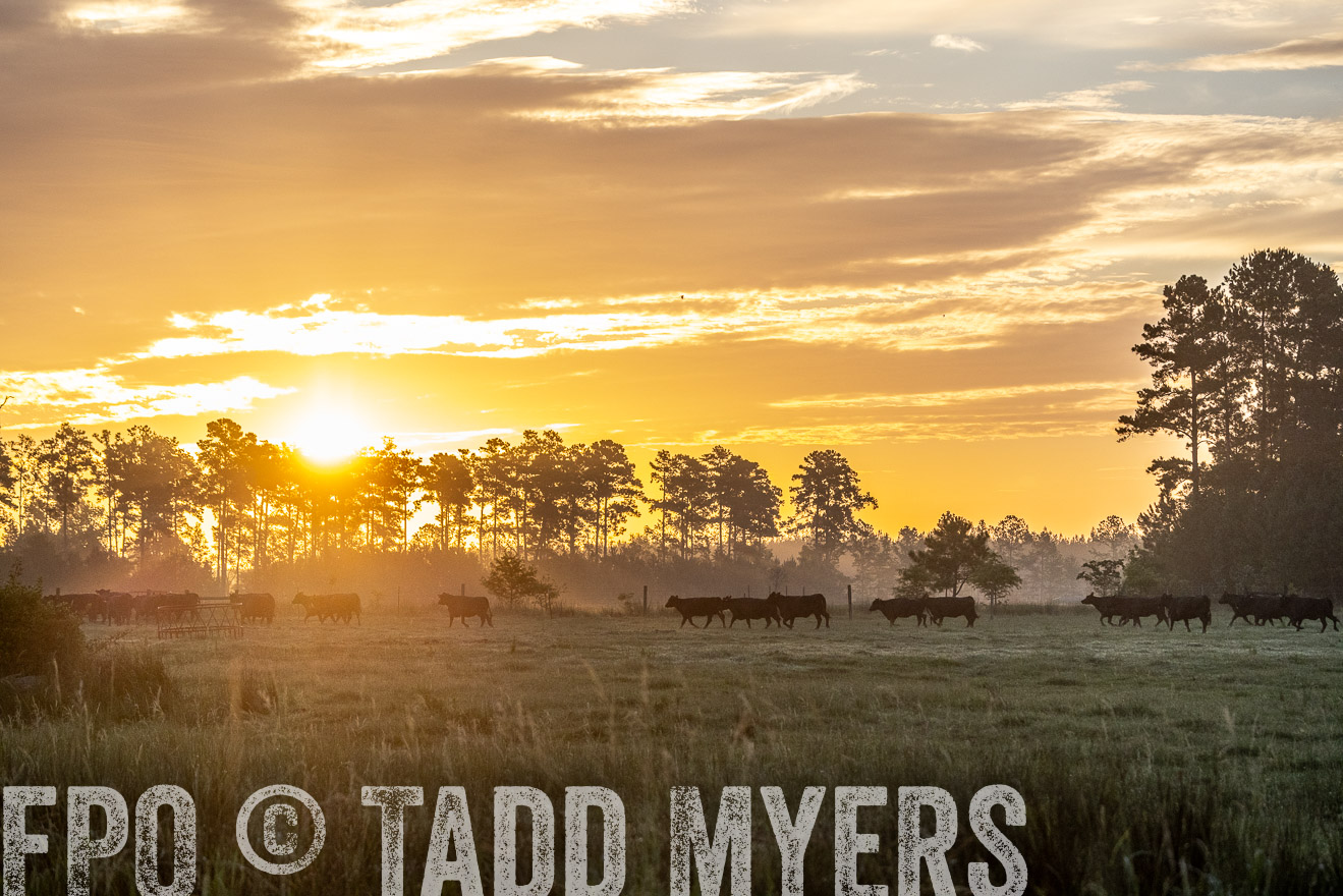 TMyers_PP_ChessieCreekFarm_Walterboro_July2024-525409
