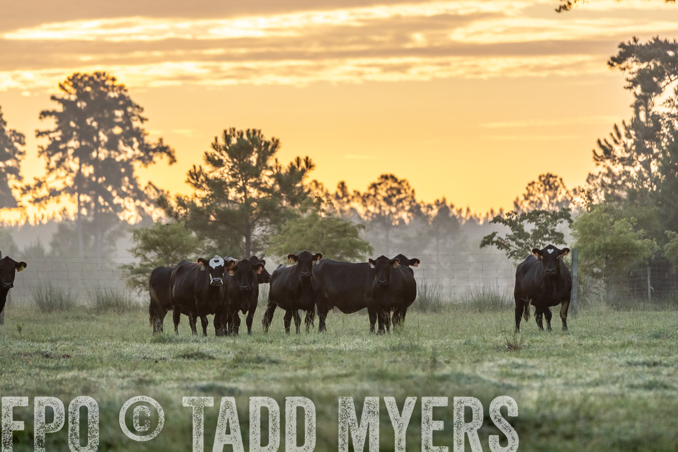 TMyers_PP_ChessieCreekFarm_Walterboro_July2024-525460