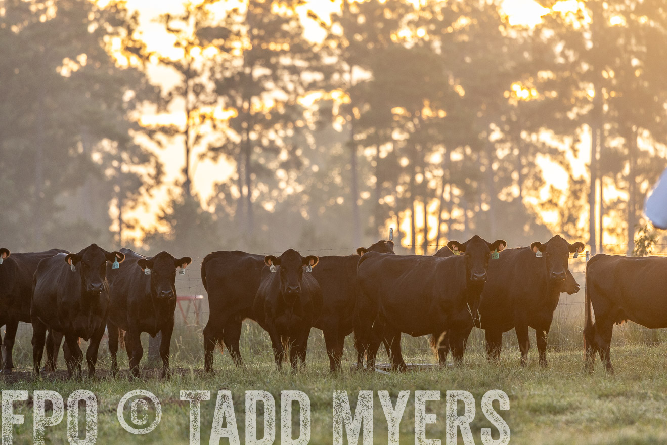 TMyers_PP_ChessieCreekFarm_Walterboro_July2024-525511