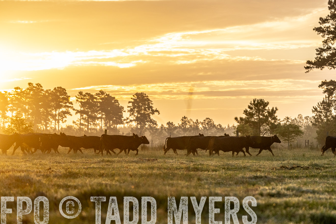 TMyers_PP_ChessieCreekFarm_Walterboro_July2024-525545