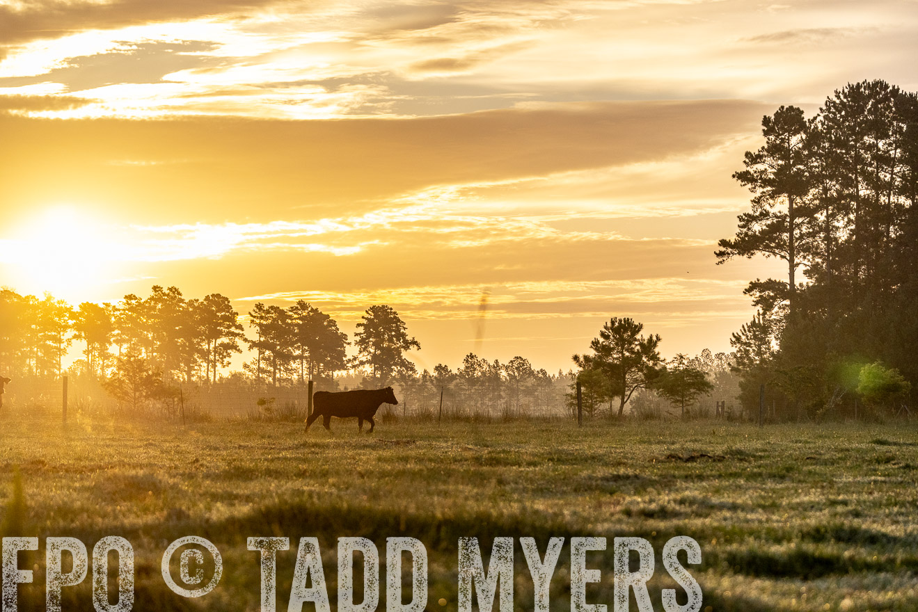 TMyers_PP_ChessieCreekFarm_Walterboro_July2024-525578