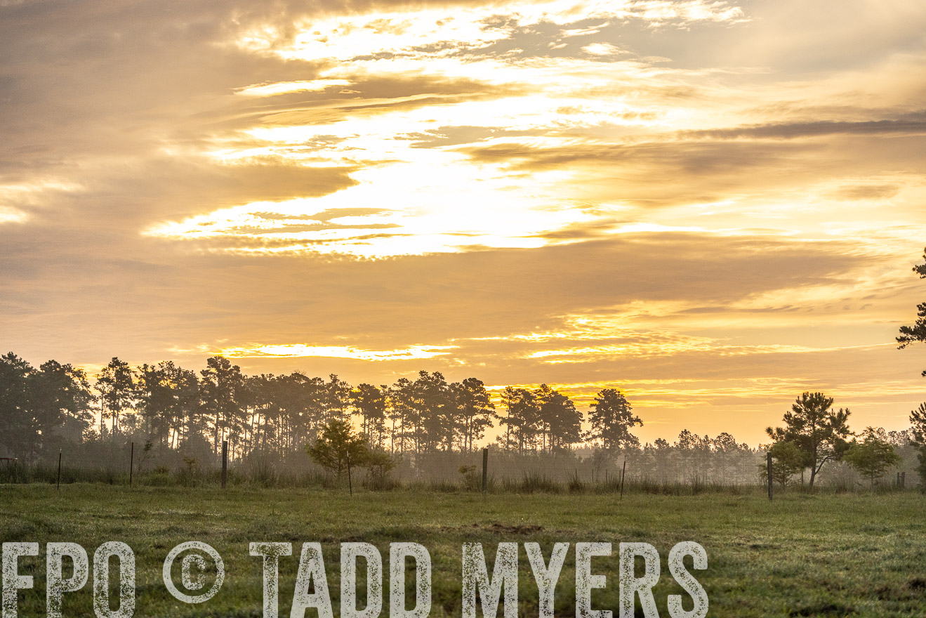 TMyers_PP_ChessieCreekFarm_Walterboro_July2024-525640